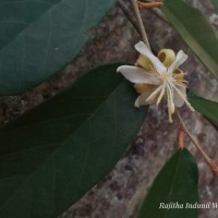 Pterospermum suberifolium (L.) Raeusch.